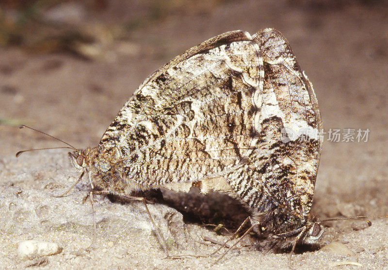 格雷林蝴蝶(Hipparchia semele)在Copula